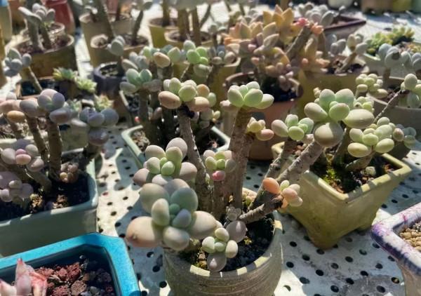 一年一度曬秋時,一年一度曬肉時 一年一度曬秋時,一年一度曬肉時