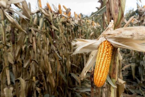 玉米&OpenCurlyDoubleQuote;一炮轟&rdquo;施肥的四大關鍵！教你如何高效使用一炮轟施肥法