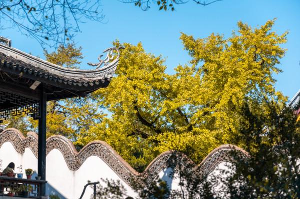 秋遊無錫惠山古鎮，邂逅“江南最美秋色”，你準備好去賞秋了嗎？