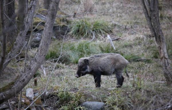 南京局地野豬密度超標，中國人豬矛盾激化，百萬頭野豬咋辦啊