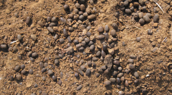 建議園藝新人:用這3種肥養花,萬萬不要弄錯方法 建議園藝新人:用這3種肥養花,萬萬不要弄錯方法