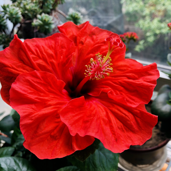 9種“勤勞花”，別名“天天開”，365天花不斷，也不怕累壞了