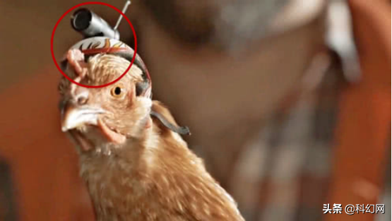 “雞頭穩定器”天然超級防抖“攝像雞”中的戰鬥雞