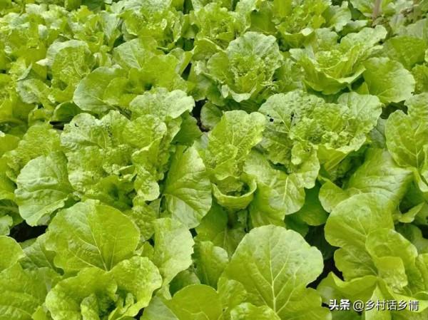 大白菜能否高產穩產，就看定苗後怎麼做，老菜農手把手教你