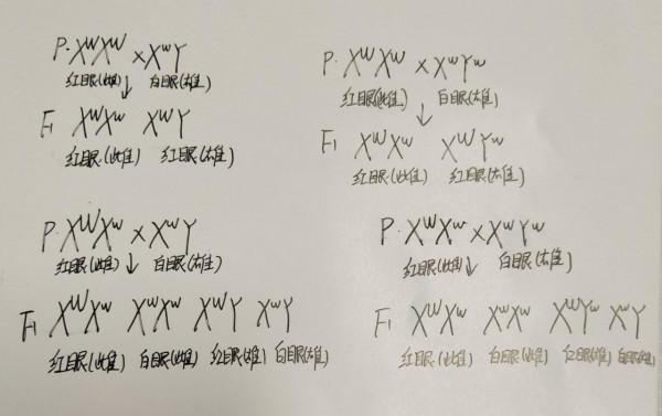 以摩爾根果蠅雜交實驗為主題的研究性學習