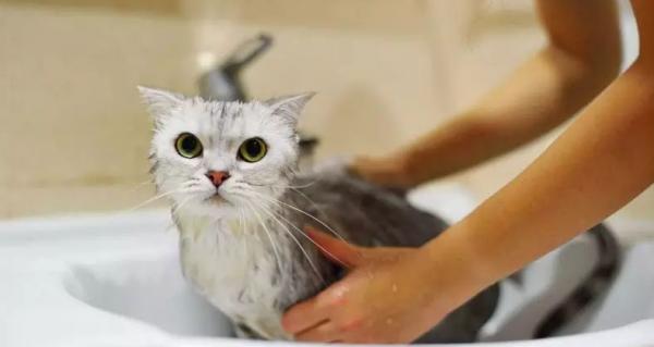 初次養貓手足無措?看這一篇就夠啦!(保姆級攻略)(一) 初次養貓手足無措?看這一篇就夠啦!(保姆級攻略)(一)