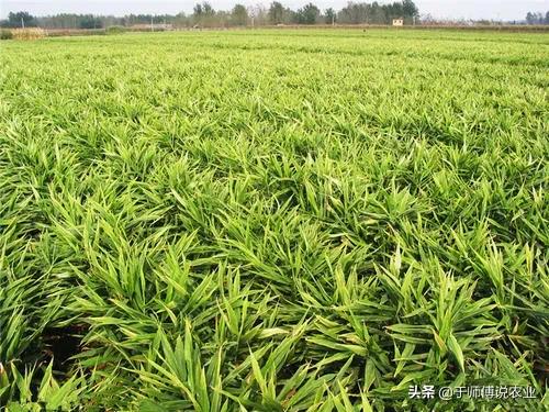 2022年,大姜面積能減少多少? 2022年,大姜面積能減少多少?