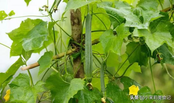 農村老話“秋敗絲瓜勝良藥,秋敗茄子似毒藥”,啥意思?有道理嗎 農村老話“秋敗絲瓜勝良藥,秋敗茄子似毒藥”,啥意思?有道理嗎