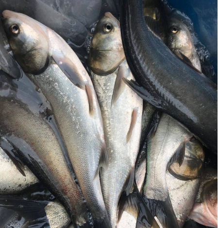 四大家魚的鰱魚，曾風光無限是做臘魚的首選，如今淪為“廉價魚”