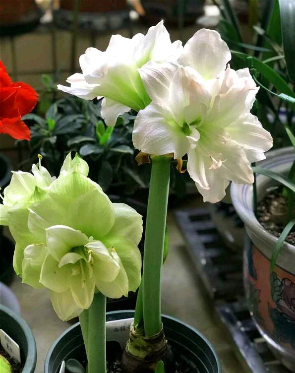 10月養這“6種花”,切記要多曬,利於生長和開花 10月養這“6種花”,切記要多曬,利於生長和開花