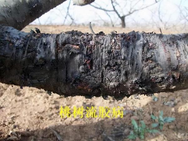 桃樹流膠怎麼辦？預防是關鍵