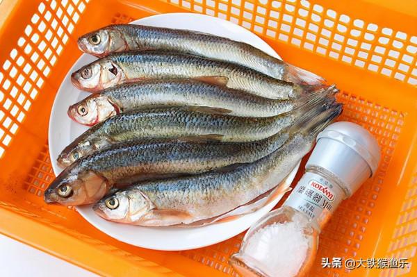 釣魚人公認最好吃的十種淡水魚，黃河鯉魚上榜，四大家魚遭人嫌棄