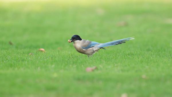 2022北京冬奧會開幕式上的美麗精靈