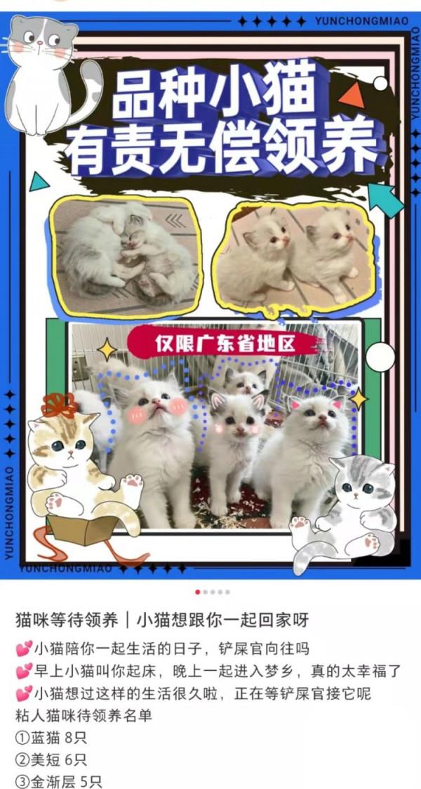 我免費領養的品種貓，只活了9天