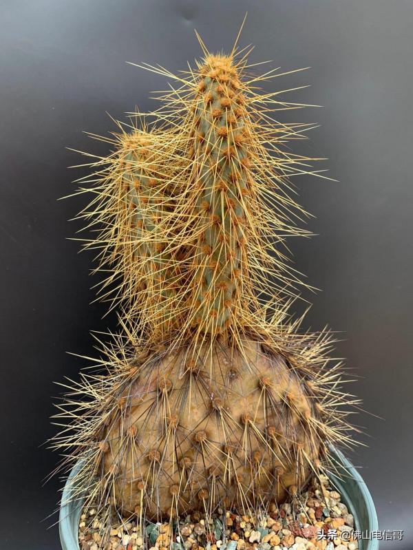 金光閃閃的仙人掌
