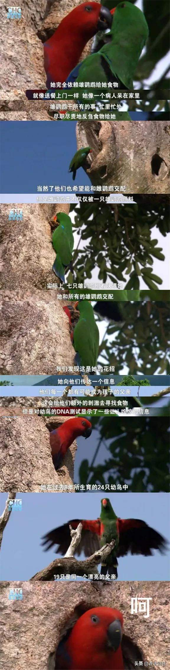 漂亮才是最強大的基因