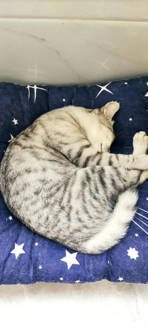 我家二毛美眉的日常（睡覺篇）