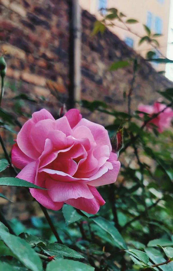 我今年80歲啦！我來分享我的花花草草