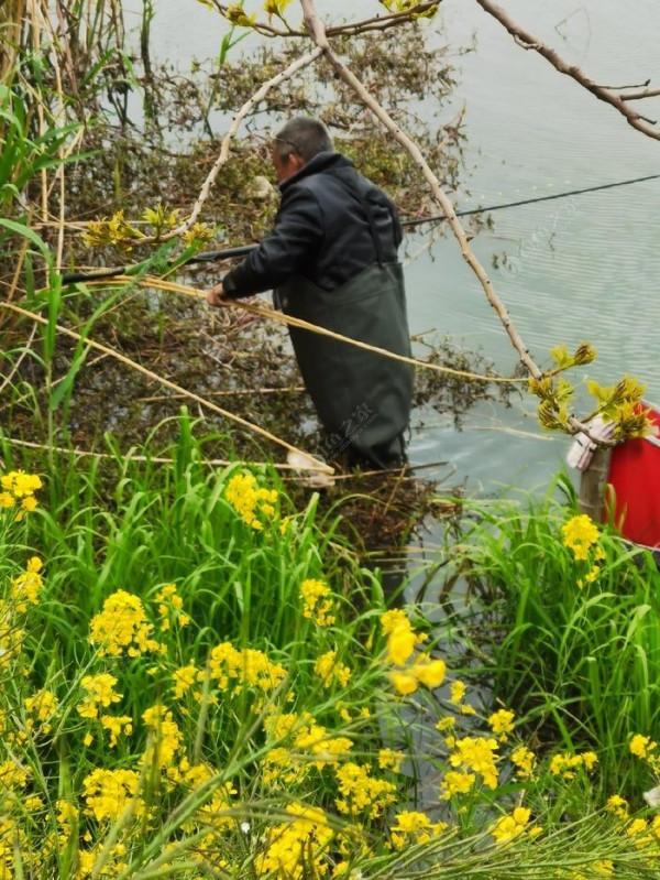 黃花錦簇白馬湖