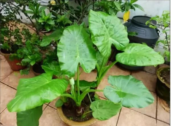 5種花，懂花的人不在家裡養，會被嘲笑“沒品位”