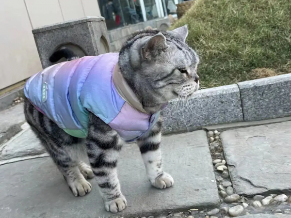 穿上馬甲我就不認識你了？