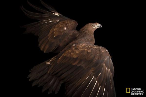 同樣都是雕,差距咋那麼大呢? 同樣都是雕,差距咋那麼大呢?