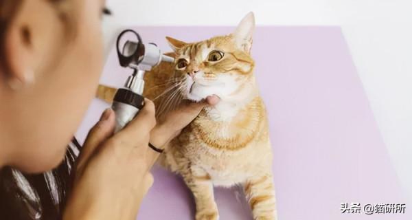 貓咪“鬥雞眼”是咋回事,會影響正常生活嗎? 貓咪“鬥雞眼”是咋回事,會影響正常生活嗎?