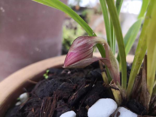 紅花荷瓣春蘭今春開花了