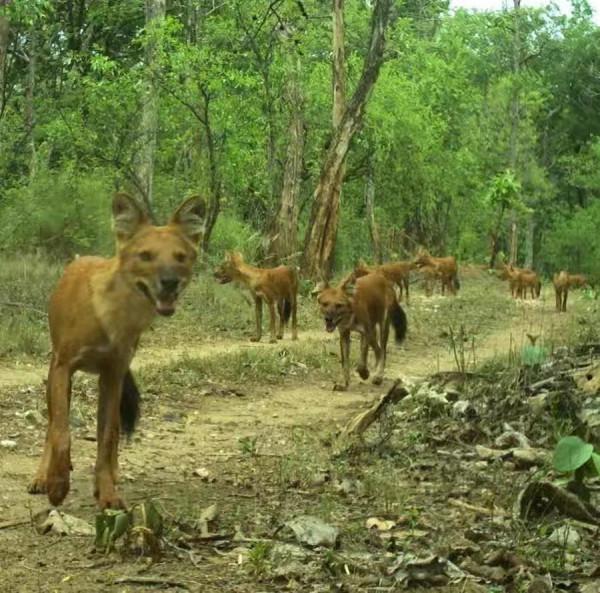 在雲南野外生存探險,遇到什麼動物恐怕凶多吉少? 在雲南野外生存探險,遇到什麼動物恐怕凶多吉少?