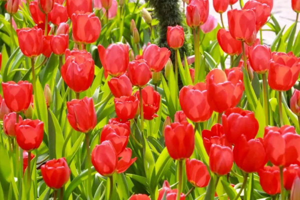 河南旅遊：寶泉冰雪節完美收官，鬱金香踏青賞花節即將開幕