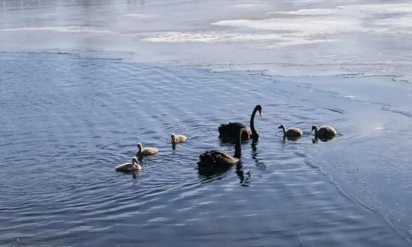 春江水暖鵝先知