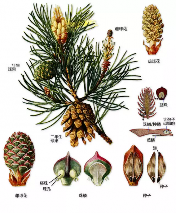 最全的植物形態圖解！強烈建議收藏