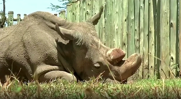 轉發：世界僅存的兩頭北白犀之一退出人工繁育計劃