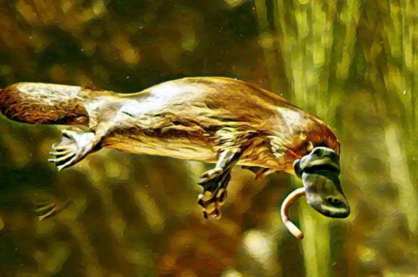 人與自然和諧共生教育:陸生動物​(二) 人與自然和諧共生教育:陸生動物​(二)