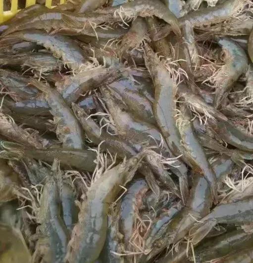 柏文喜：必須從食品供應保障與安全高度解決好飼料廠限電停產問題