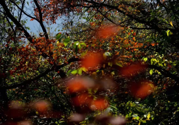 &OpenCurlyDoubleQuote;美日一景&CenterDot;井陘美&rdquo; &vert; 秋染霜林醉！