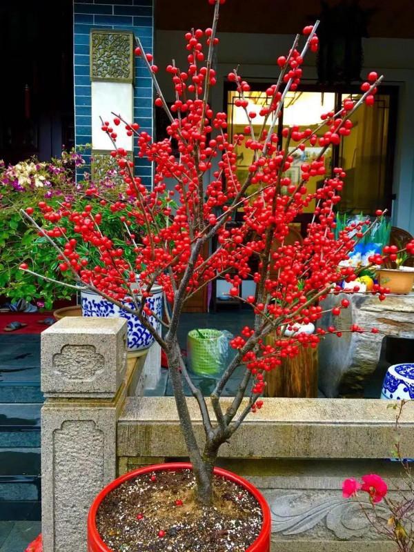 4種網紅“貴貨”盆栽,養殖需謹慎,避免“白花錢” 4種網紅“貴貨”盆栽,養殖需謹慎,避免“白花錢”