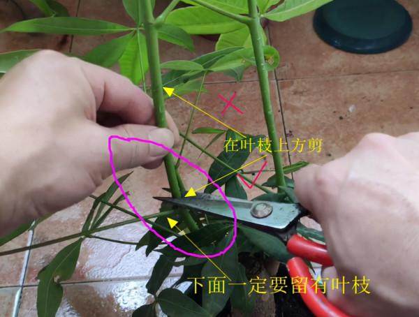 發財樹需要修剪嗎?修剪前需要做什麼準備工作,剪完以後怎麼保養 發財樹需要修剪嗎?修剪前需要做什麼準備工作,剪完以後怎麼保養