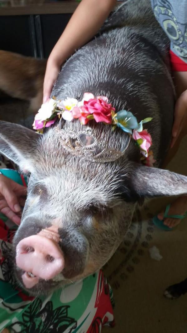 巴西女子買了只“迷你豬”,三年後成500斤大花豬 巴西女子買了只“迷你豬”,三年後成500斤大花豬