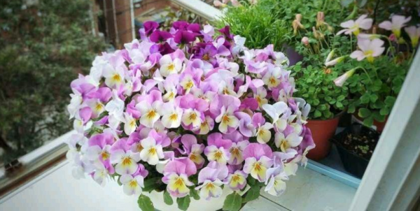 哪幾樣“草花”適合在家養？選這4款，開花勤，打理簡單