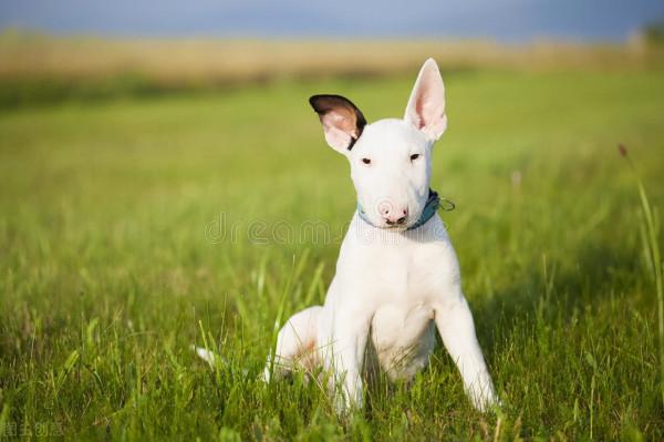 中國城市禁止養狗種,中華田園犬也在其中 中國城市禁止養狗種,中華田園犬也在其中
