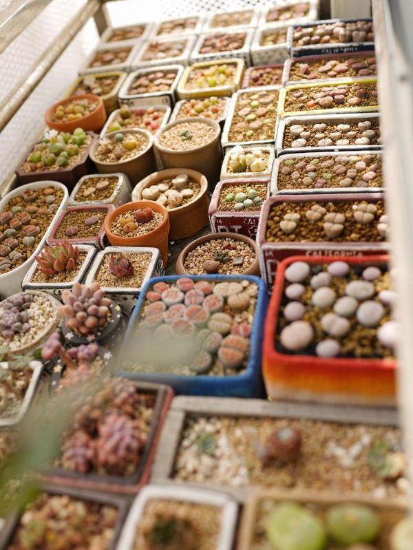 一個植物愛好者的深秋～多肉篇