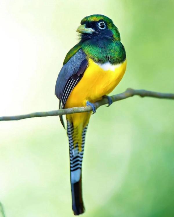 分享——最珍貴罕見的鳥