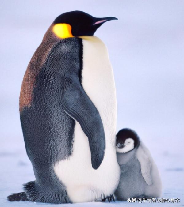 漲知識，六種不會飛行的鳥