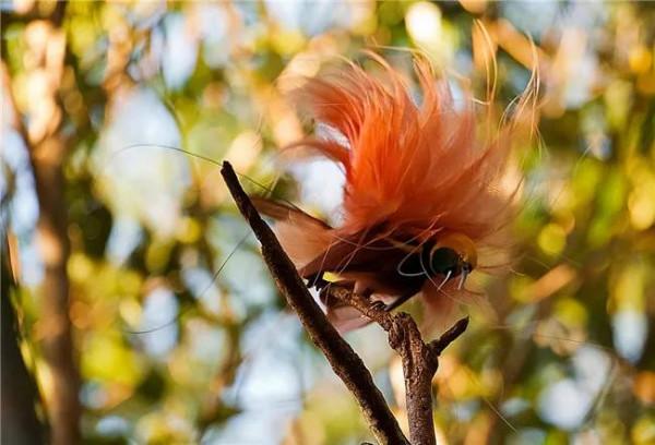 天上飛來極樂鳥