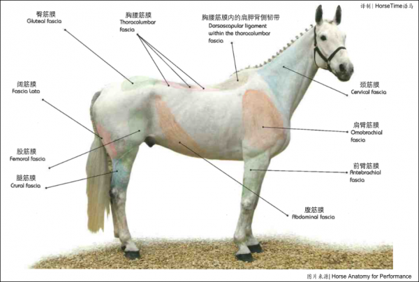 馬的結締組織、筋膜和肌腱
