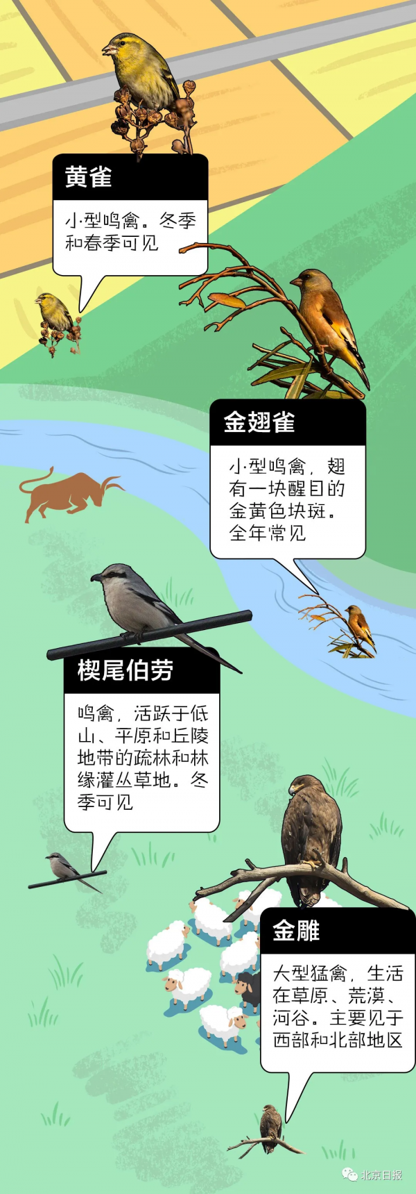 北 京 百 鳥 圖 鑑