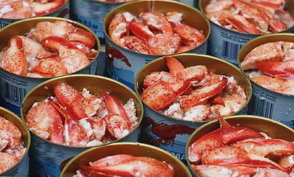 加拿大龍蝦加工的那些事:從龍蝦罐頭到自嗨鍋 加拿大龍蝦加工的那些事:從龍蝦罐頭到自嗨鍋