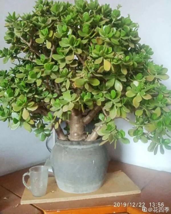 注意!花盆要是太深,養花要注意,很容易爛根 注意!花盆要是太深,養花要注意,很容易爛根