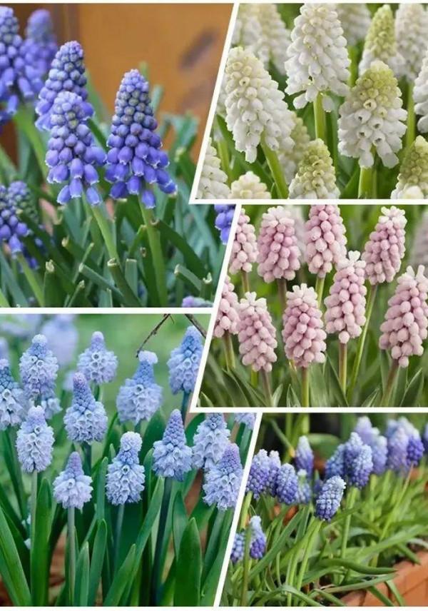 冬天土裡埋個&OpenCurlyDoubleQuote;洋蔥球&rdquo;，一個月開出&OpenCurlyDoubleQuote;富貴花&rdquo;，紅紅火火真喜慶